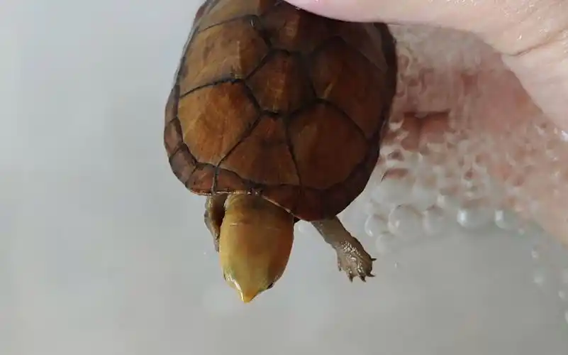 蝎泽龟小苗的时候头色就已经没有上升空间了