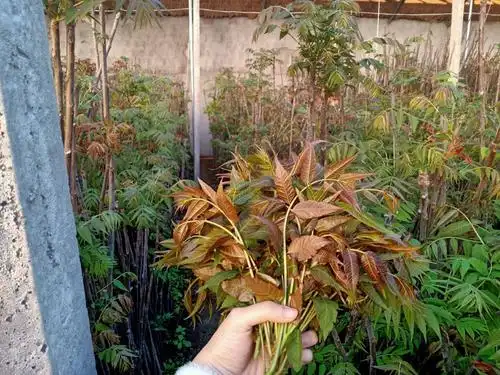 红油香椿芽 大棚香椿,红油香椿