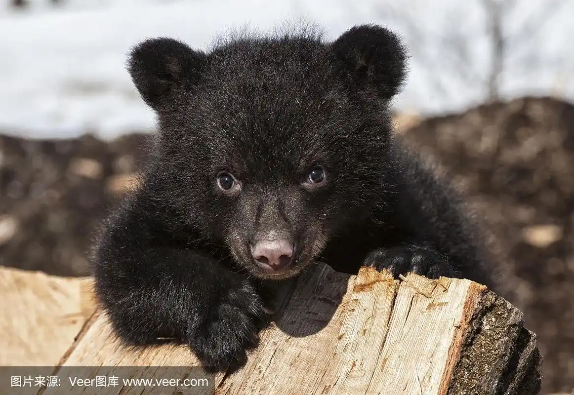 黑熊幼崽