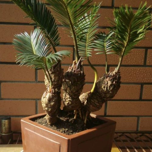 白鳞铁树苏铁精品小品花卉盆栽桌上高档盆景名贵稀有植物好成活白磷