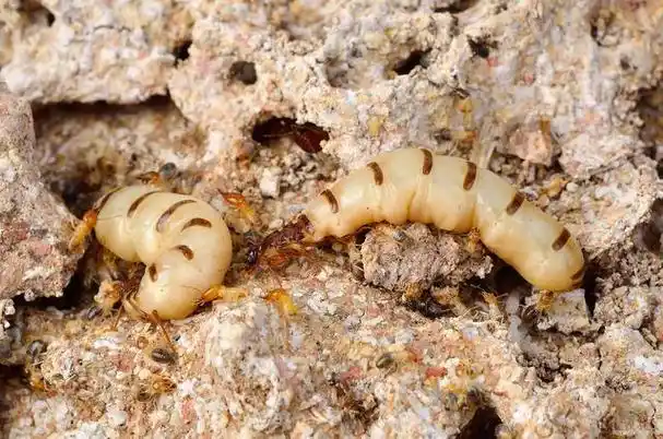 巢虫是蜜蜂的天敌?探索蜜蜂与巢虫之间的战斗