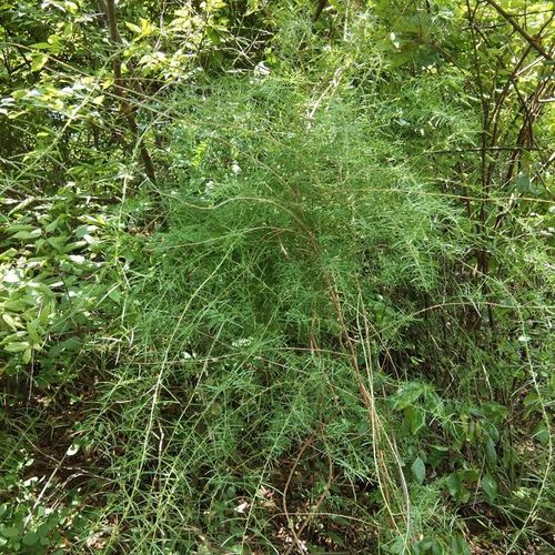 自然晾晒干品去皮新鲜天门冬中药材泡酒无硫野生天冬500g包邮正品