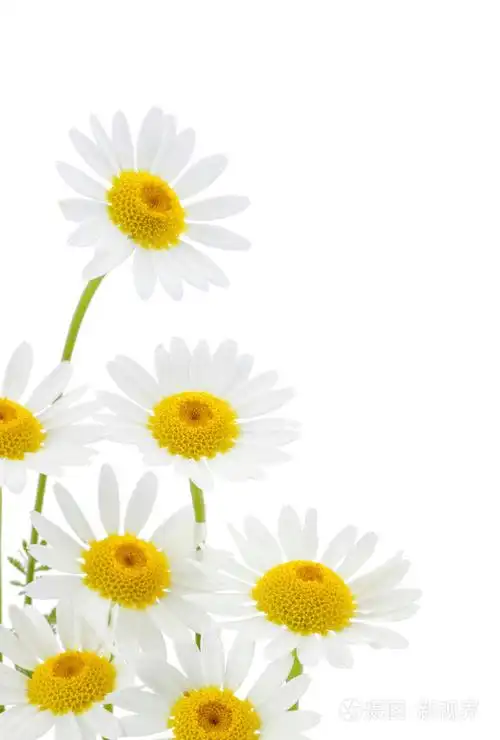 在白色背景中的雏菊花