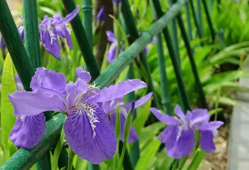 鸢尾花的花语在不同国家的意思