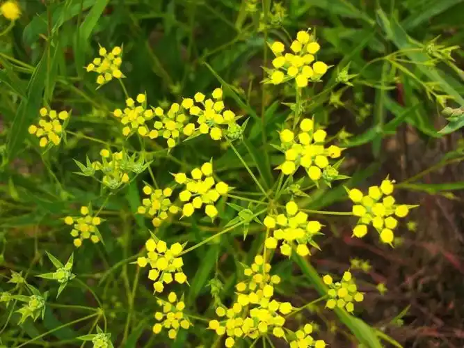 每日一学草药97柴胡