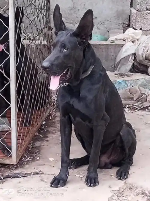 磐安县新版黑狼犬价格黑狼犬吧