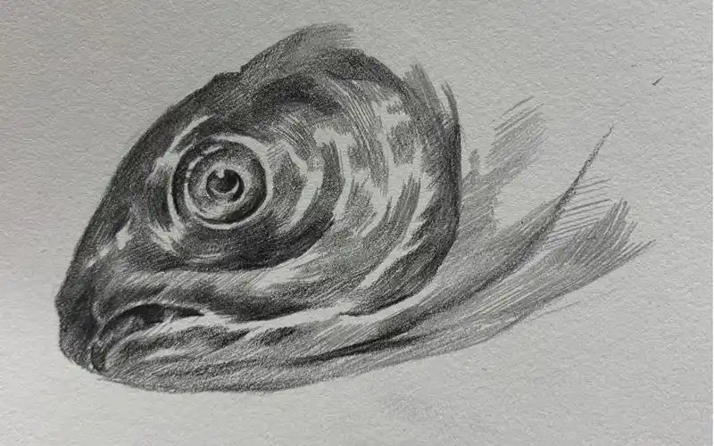 精微素描鱼(细节练习)