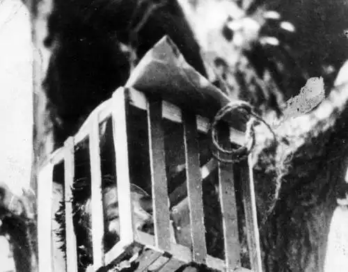 1937年,挂在树上笼子里的中国人被砍掉的头颅.