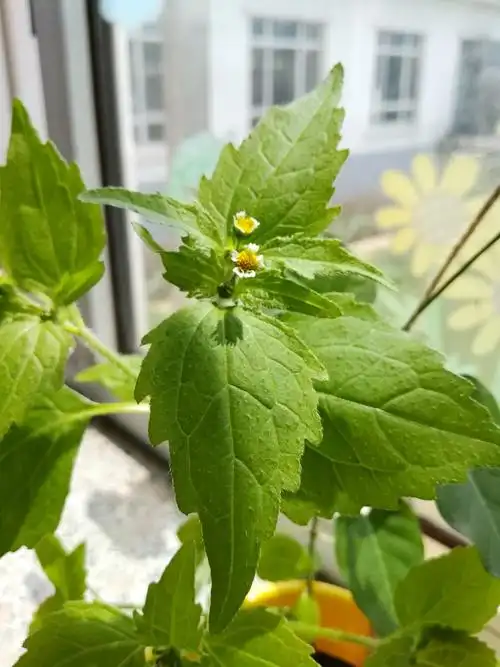 叶片对生,叶边缘锯齿装表面有毛刺,开白色五瓣小花,花超级迷你,大概有