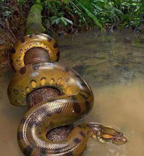 亚马逊蟒蛇世界上最强最大的蟒蛇