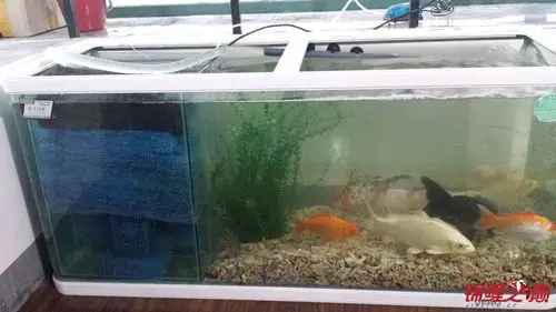 放在水族箱里的玻璃侧滤 - 鱼缸鱼池 - 龙巅锦鲤鱼