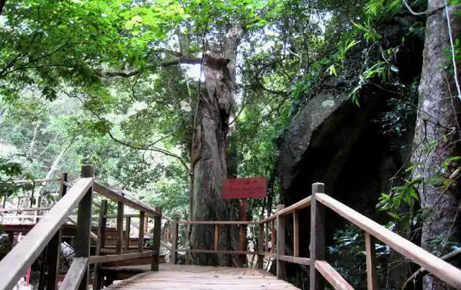 霸王岭国家森林公园位于海南昌江黎族自治县东南部,其主要山峰都在