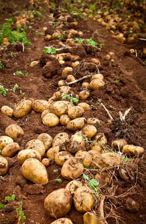 土豆_马铃薯_洋芋