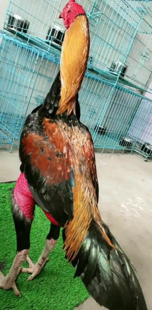 品种很不错的一种斗鸡,战斗力一流