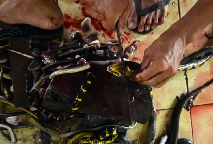 探访印尼屠蛇场手剥蛇皮尸体制成蛇干(组图)[4]- 中国日报网