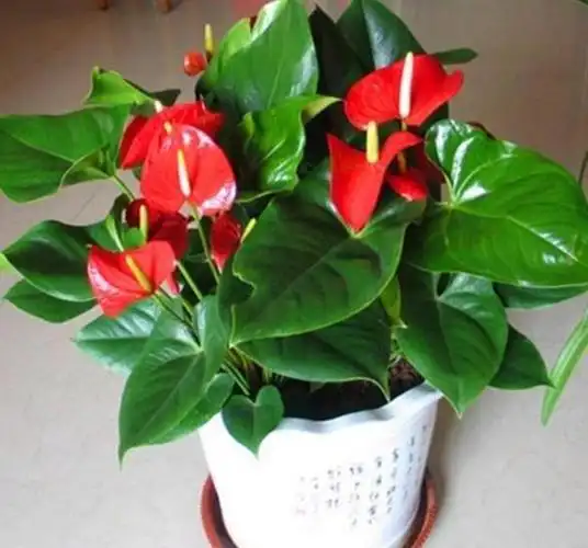 养上3种"幸运花",花期长,开花旺,寓意好,一年到头事事顺心