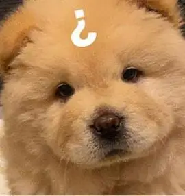 求这个可爱松狮表情包