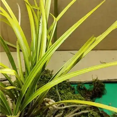 蕙兰朱金变形黄草