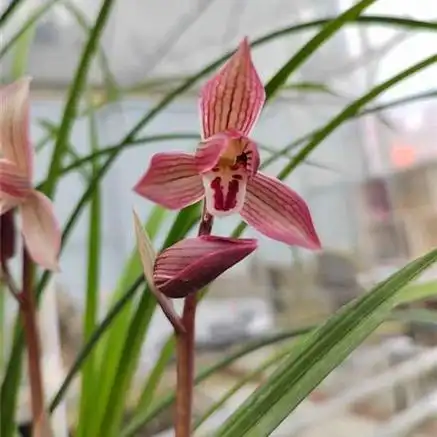 漂亮春剑《春晖》 - 兰花交易网