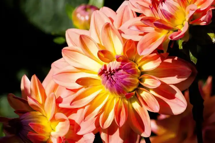 好看的橙色大丽花图片花卉鲜花花朵大丽花