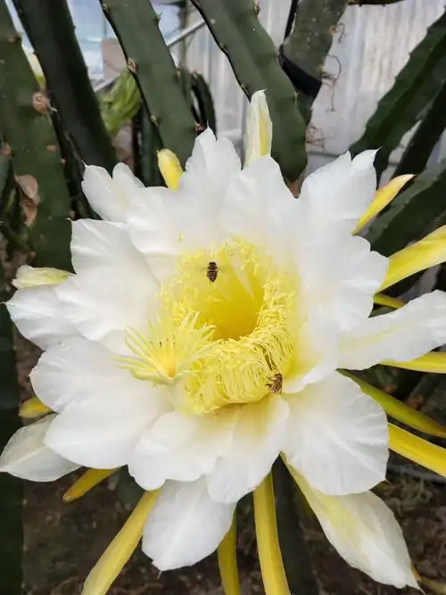 果中之王的花——火龙果花不仅美丽,而且味美