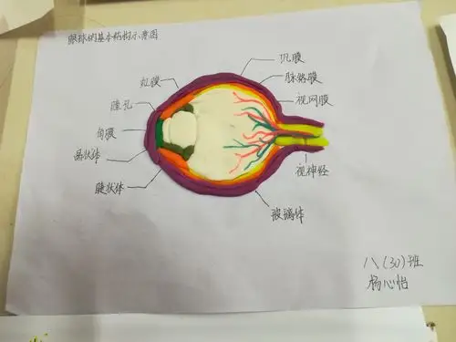 眼球结构模型