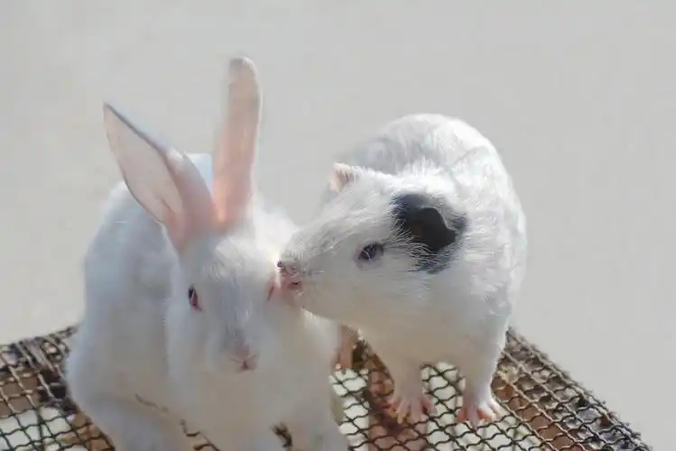 兔猪一家亲和谐动物