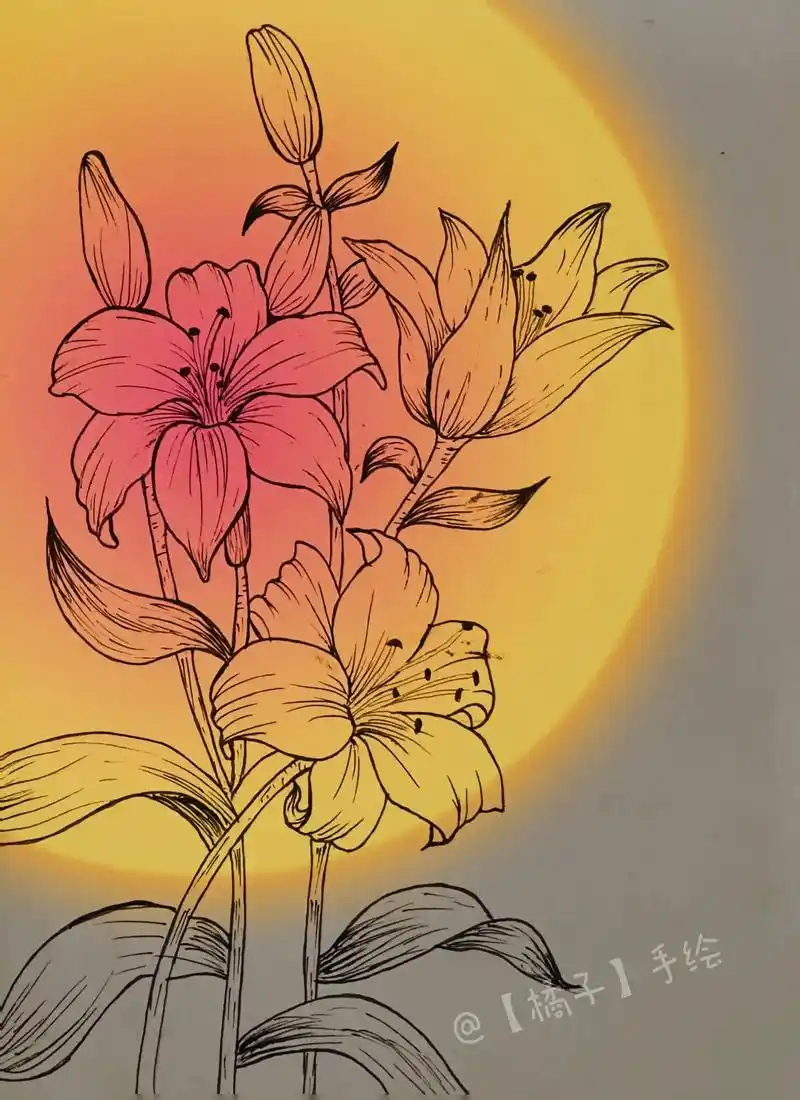 高贵系61百合花|线描花卉|原创.