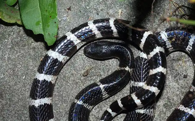 短尾蝮蛇n短位蝮蛇在我国分布较广,也是伤人最多的毒蛇,夏季到了,常常