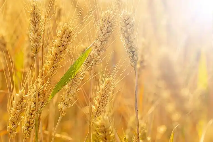 金黄的小麦在麦地里_高清图片_全景视觉