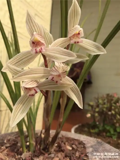 莲瓣兰～开花了