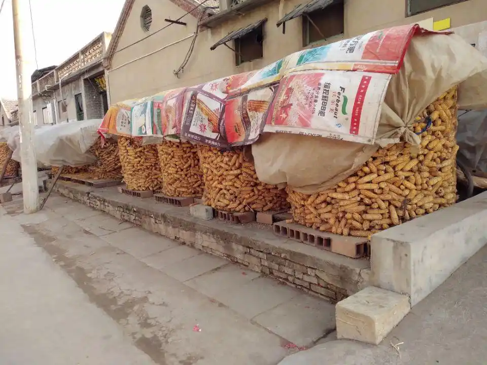 鲁西南农村正月初八随拍,农村玉米储存到春节以后卖更合算吗?