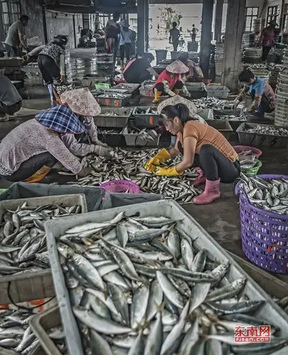 诏安渔民喜获丰收. 福建日报通讯员 吴楠 摄