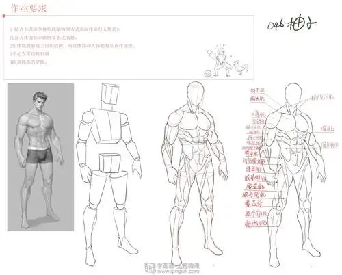 动漫插画之男性人体肌肉解析