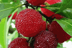 300_200gif 动态图 动图