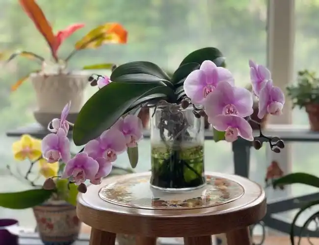 水培蝴蝶兰野蛮生长也很美