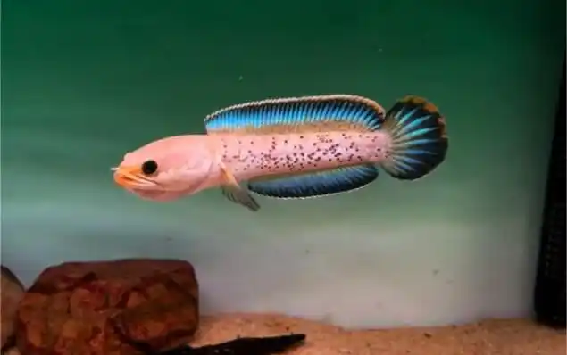 蓝宝石鬼王雷龙