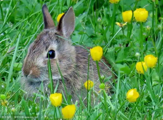 兔子在草丛和花丛中休息