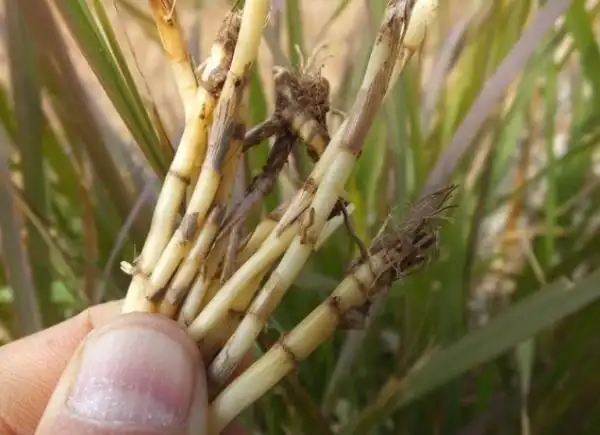 白茅根和鱼腥草在气味上也有明显区别,白茅根这种中药材只具有青草的