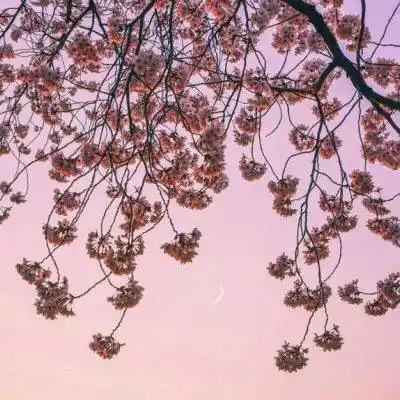 风景微信头像图片大全花真实花朵图片适合老人做微信头像