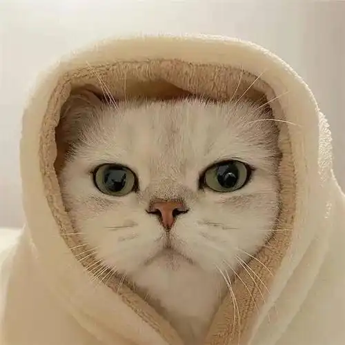 干净唯美可爱萌猫咪治愈系头像图片