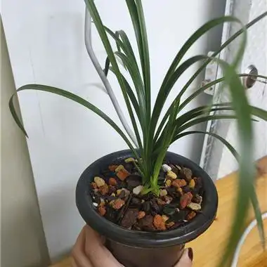 蕙兰紫砂星3苗2芽