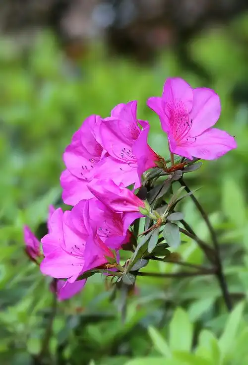 【映山红之春摄影图片】生态摄影_太平洋电脑网摄影部落