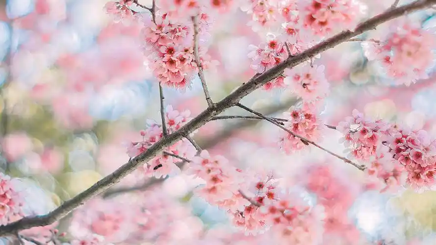 梦幻又唯美的樱花