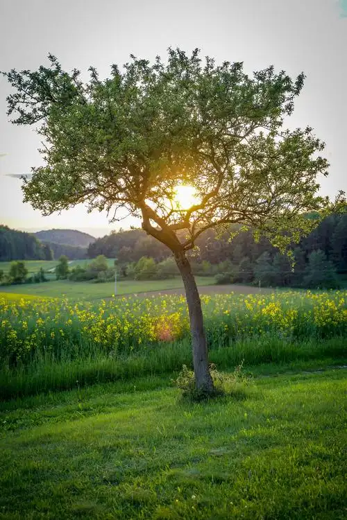 清晨阳光透过大树摄影图片