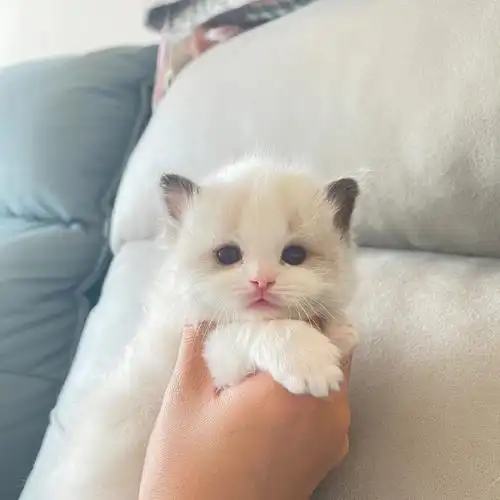 布偶猫又一窝可爱的小宝贝