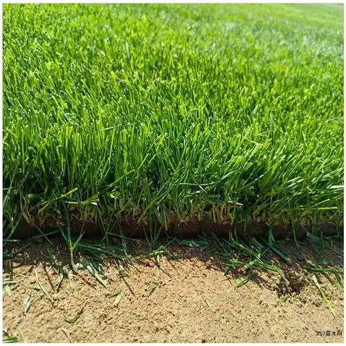 草皮销售 早熟禾草坪 果岭草坪 山东草坪基地直销