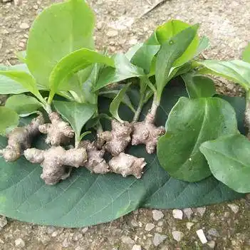 [藤三七批发]藤三七价格7元/斤 - 惠农网