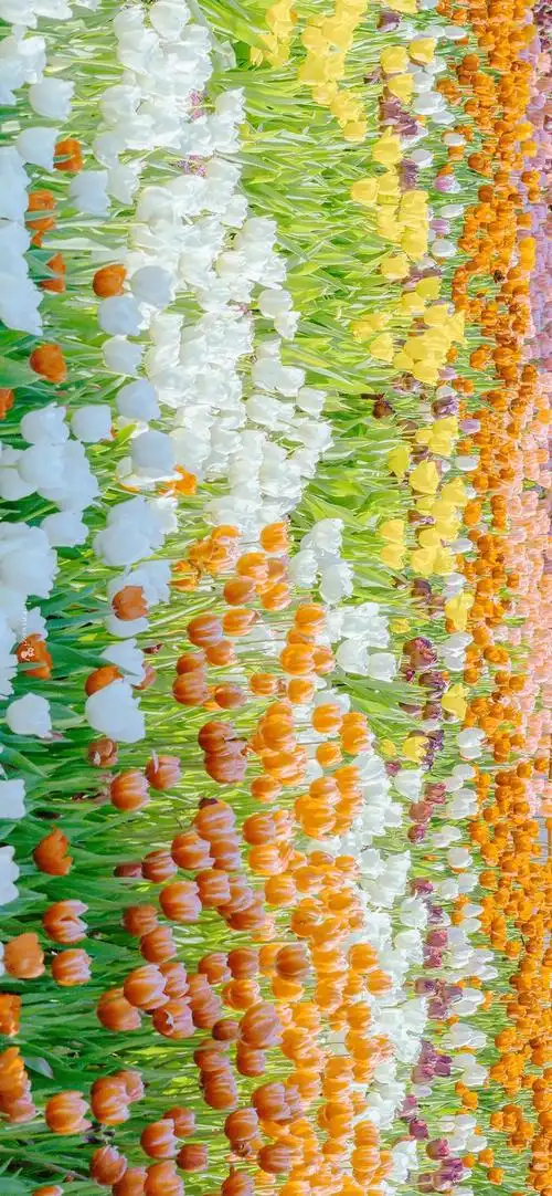 一期郁金香鲜花壁纸来喽