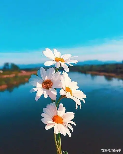 阳光正能量乐观心态短句,发朋友圈超赞